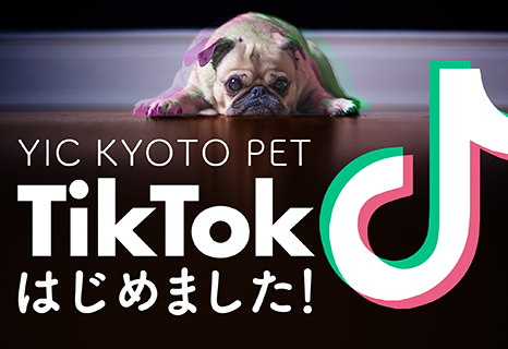 TikTokはじめました！