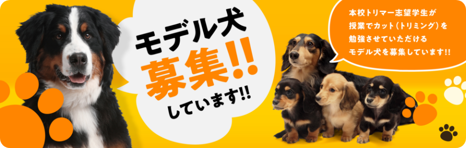 モデル犬募集