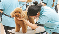 YIC京都ペット総合専門学校の強み