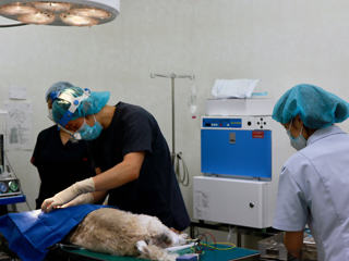 公益社団法人京都市獣医師会に加盟の動物病院様2