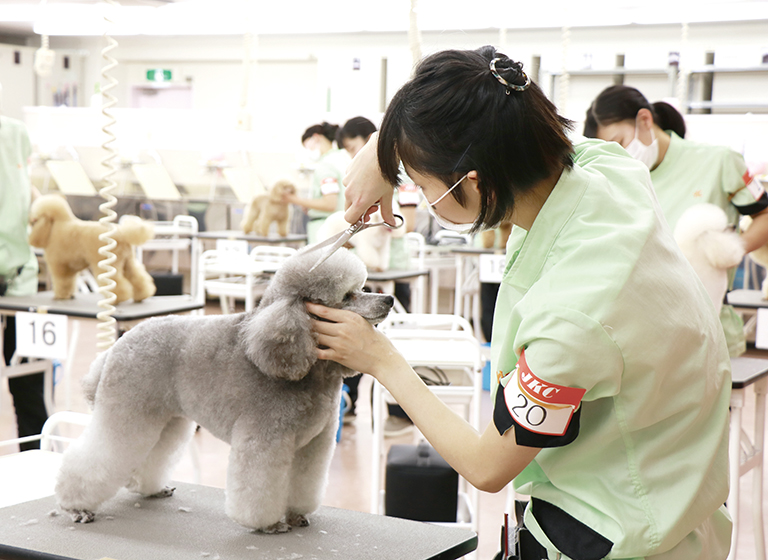 資格 就職 動物の専門学校 Yic京都ペット総合専門学校 資格 就職 動物の専門学校 Yic京都ペット総合専門学校
