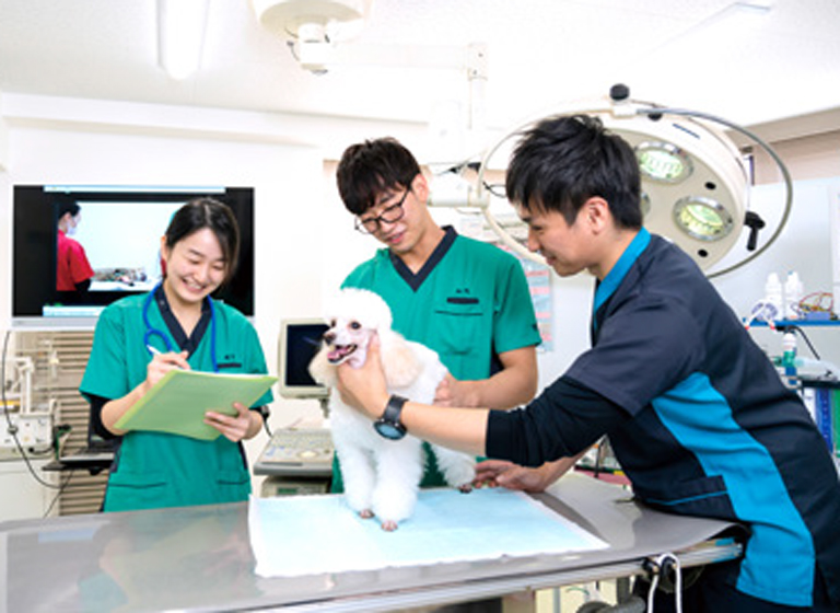 JKC公認 トリマー試験いろんな犬種の実習