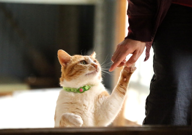 関西で動物関係の仕事に就きたいなら、トリマー、訓練、動物看護師などの知識・技術を学べるYIC京都へ