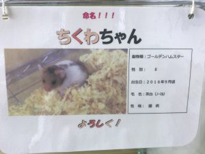 動物　専門学校　京都