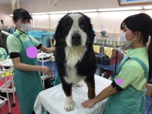 京都　動物　専門学校