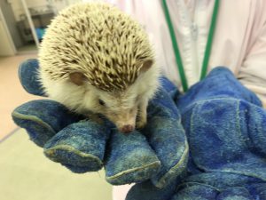 動物　専門学校　京都