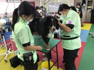 京都　動物　専門学校