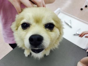 動物　専門学校　京都