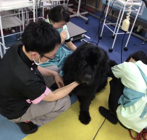 京都　動物　専門学校