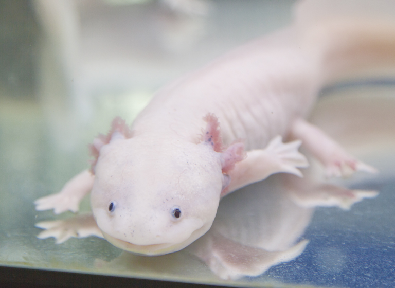 ペットアドバイザーコース 動物の専門学校 Yic京都ペット総合専門学校
