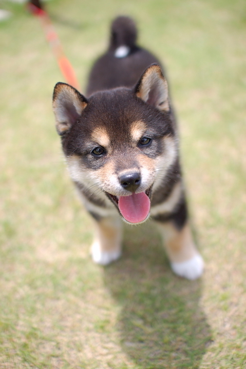 Jkc登録犬種のご紹介 柴犬 動物の専門学校 Yic京都ペット総合専門学校