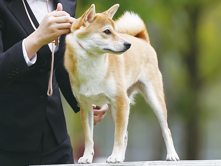 ドッグトレーナーコース 動物の専門学校 Yic京都ペット総合専門学校